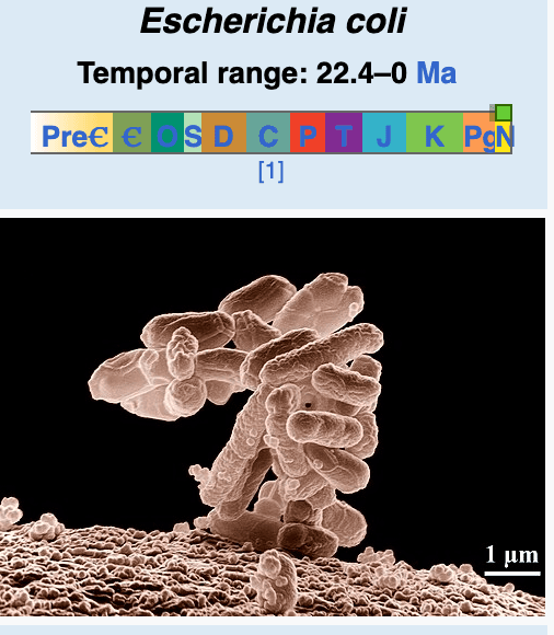 E. coli (microscoop)