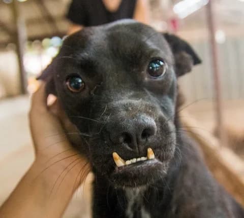 Hond krijgt zorg en voeding bij Saved Souls