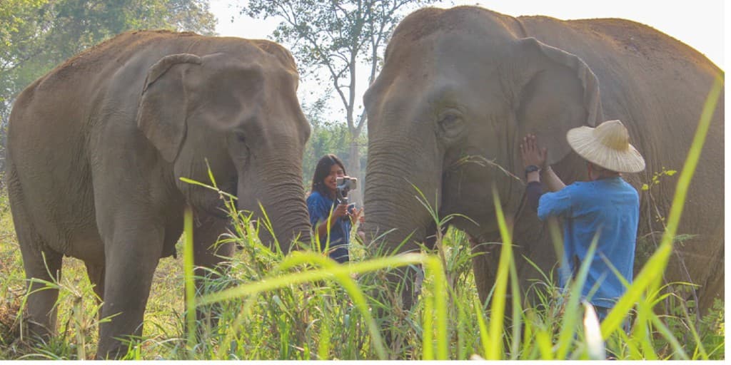 Olifanten in een natuurlijke omgeving in Thailand, met verzorgers