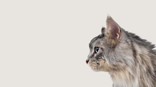 Dyrebeskyttelsen Nord-Jæren