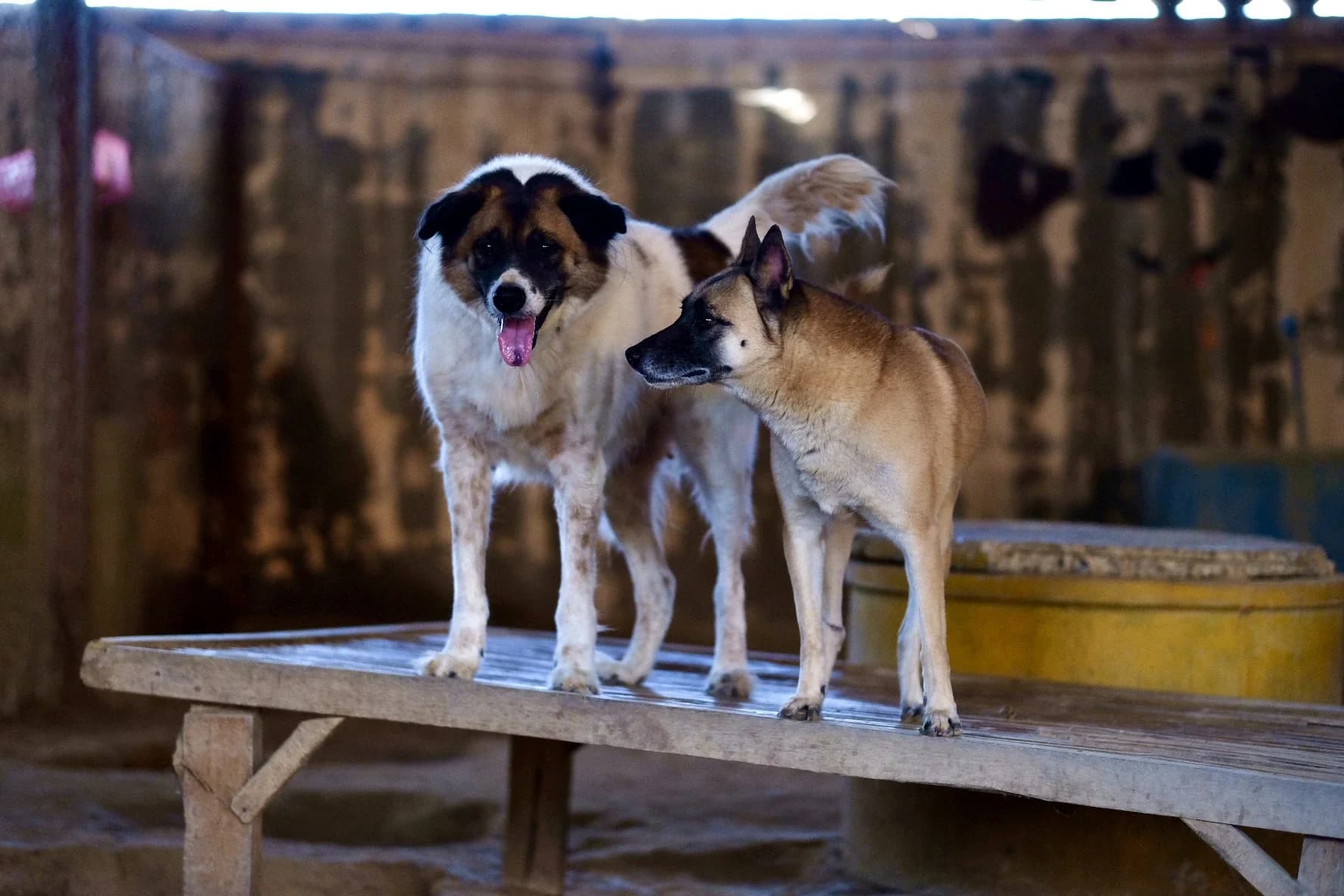 Two rescued dogs at Saved Souls Foundation, bonded by affection