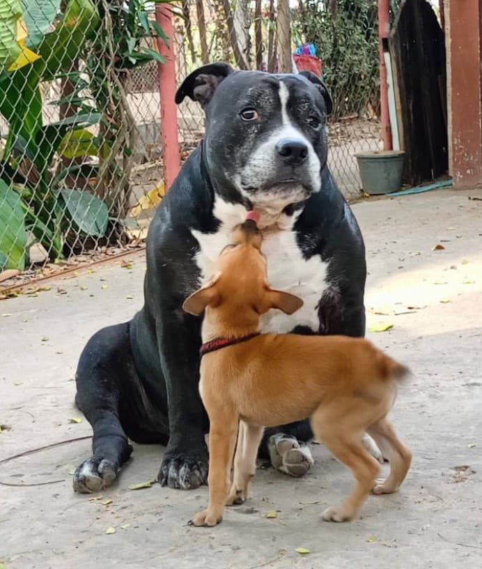Twee honden die elkaar verzorgen