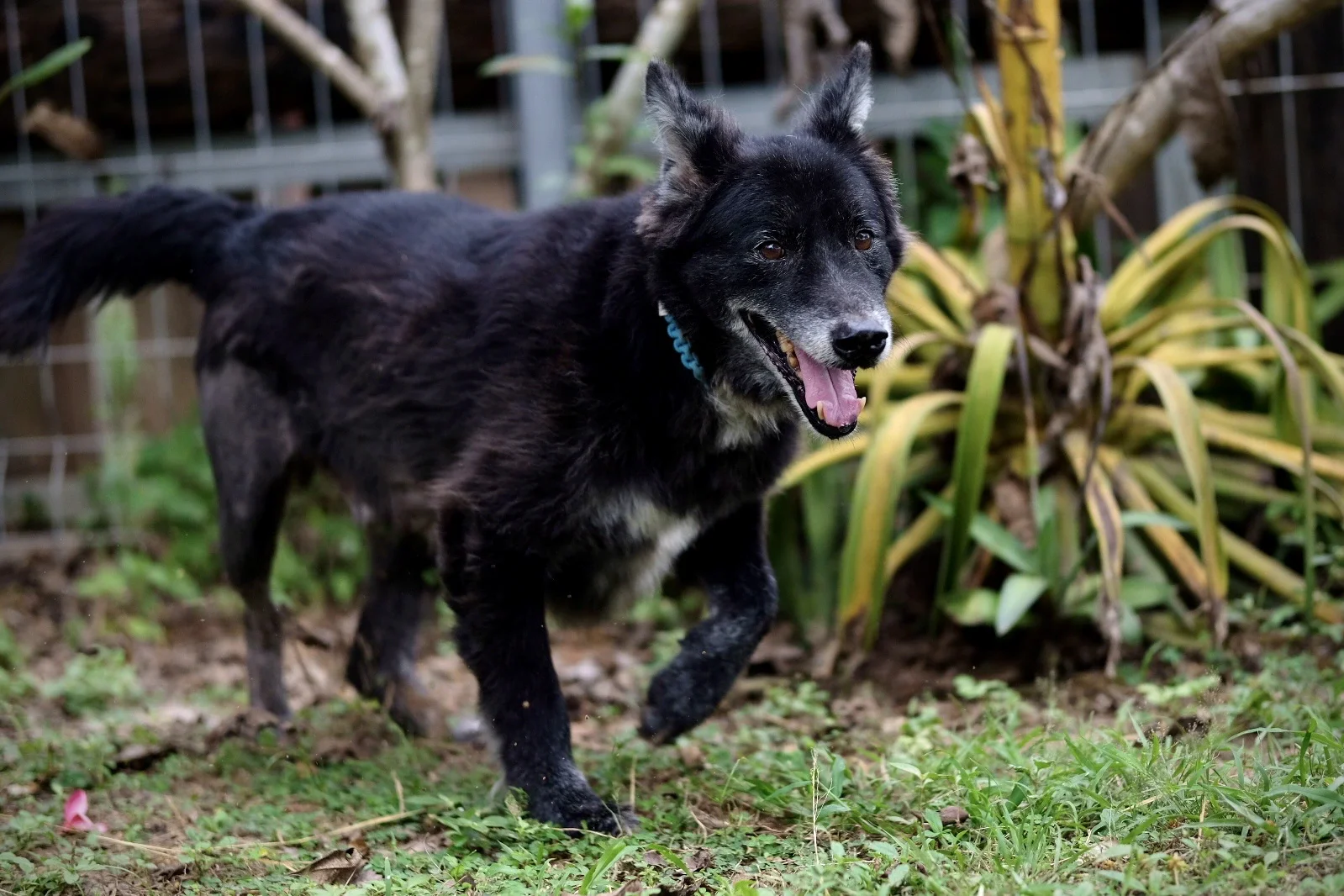 Rescued dog walking on grass