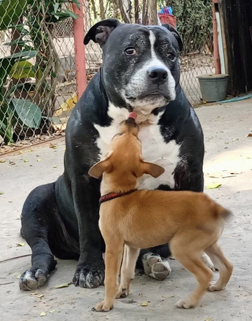Puppy showing affection to an adult rescued dog
