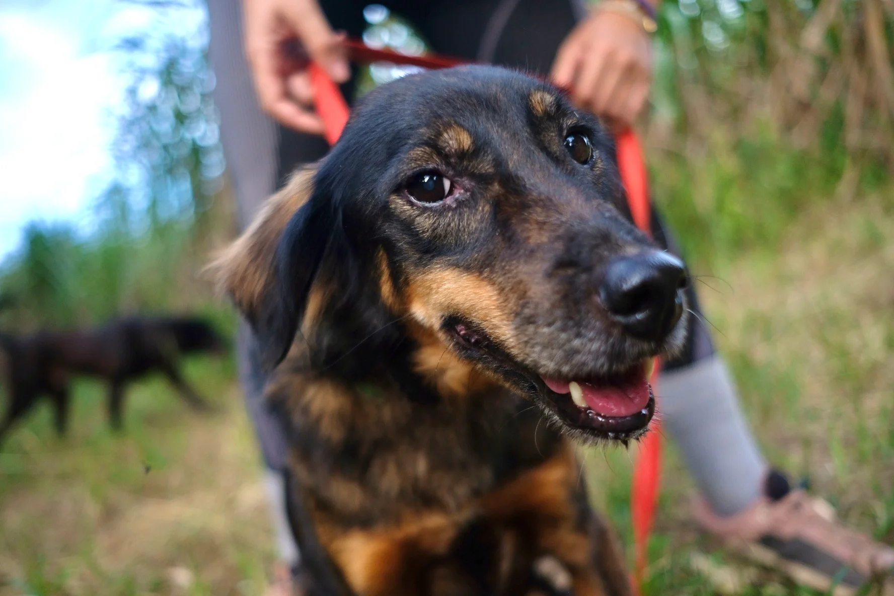 Rescued dog on a walk