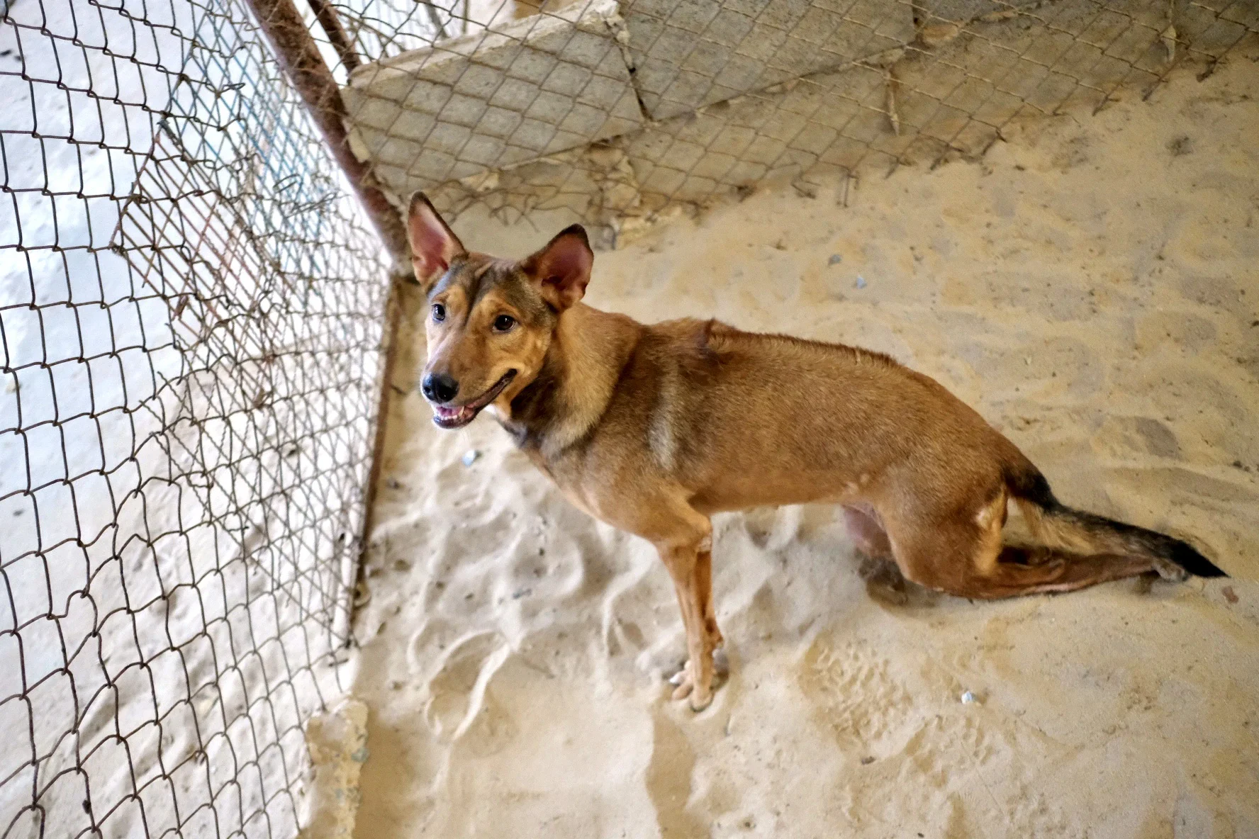 Rescued dog at the sanctuary