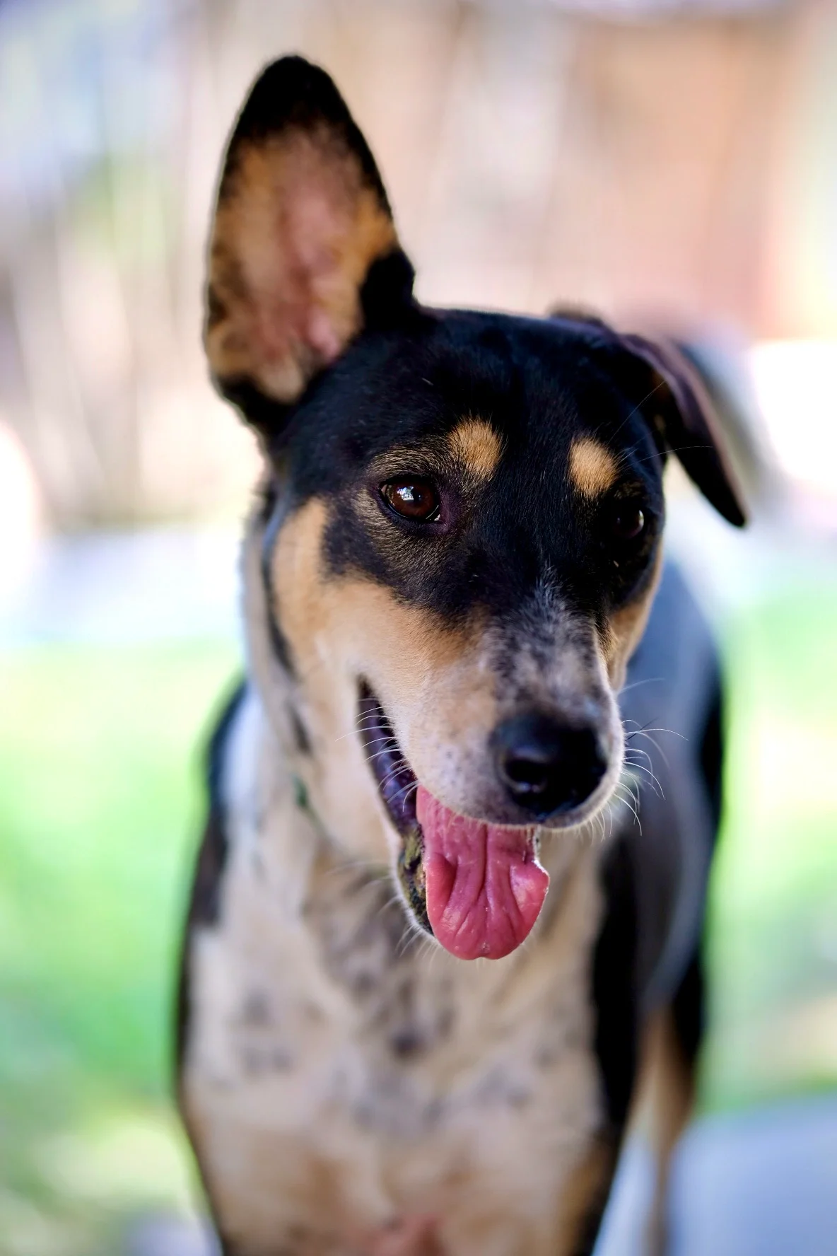 Rescued dog portrait